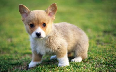 10 Questions You Should Ask before Buying a Puppy