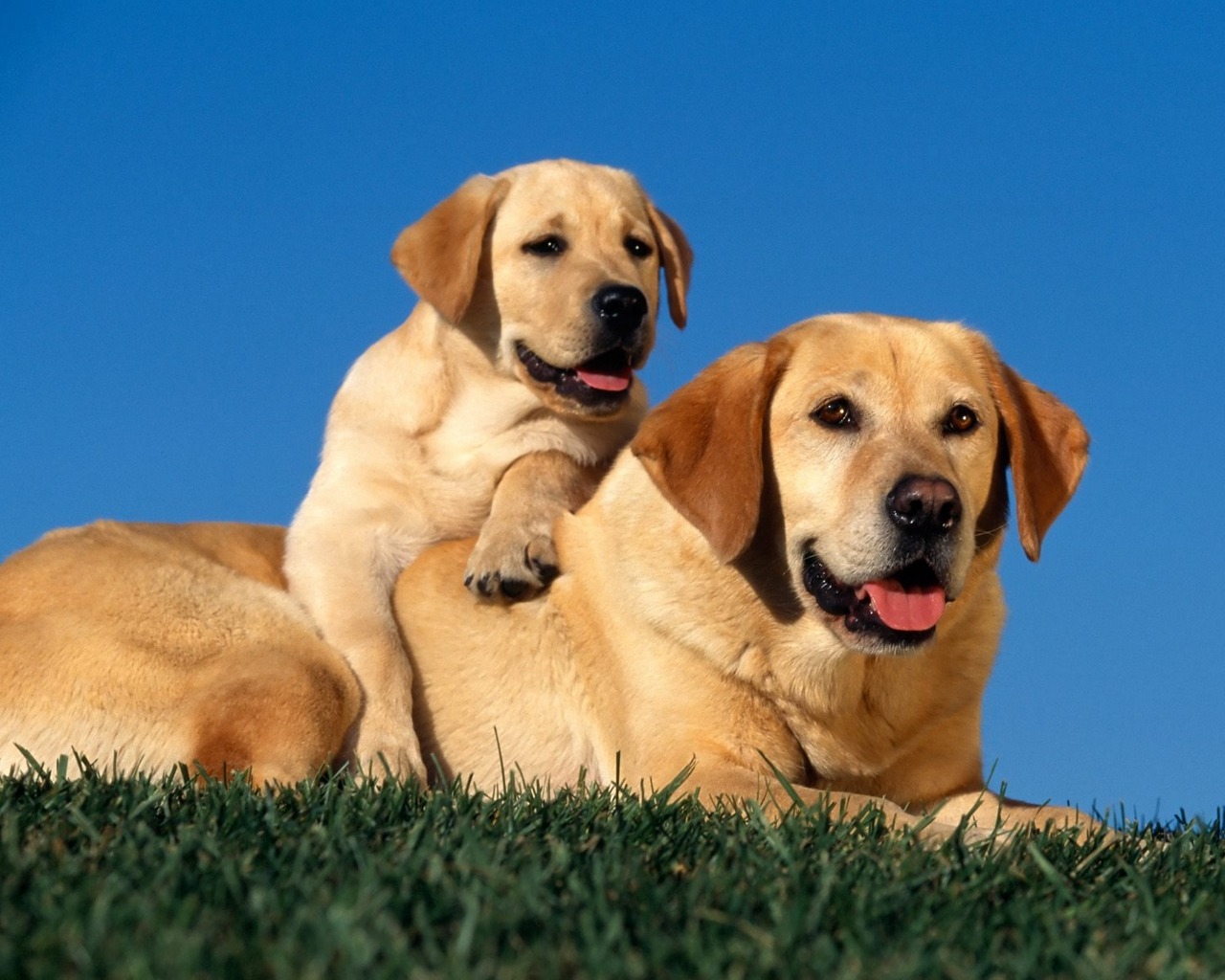 labradors