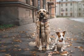 Why is dog walking important for your dog?