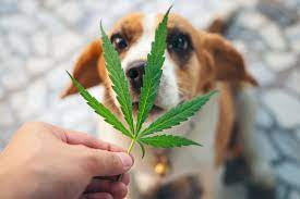 Pets and Marijuana and CBD – What you need to know.