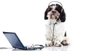 What is going on in veterinary medicine?