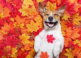 The Benefits of Regular Exercise for Your Pets: Keeping Them Healthy and Happy in November