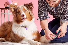 Dog having nails trimmed