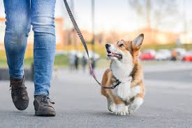 How Professional Dog Walking Helps Busy Pet Parents