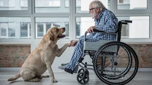 How can a pet sitter help when it comes to human emergencies?