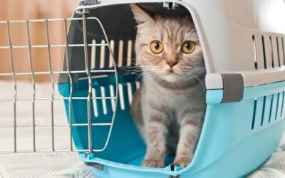 How to Choose the Right Cat or Kitten for Your Family