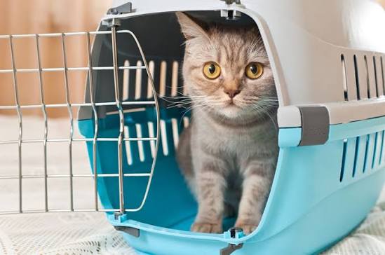 How to Choose the Right Cat or Kitten for Your Family