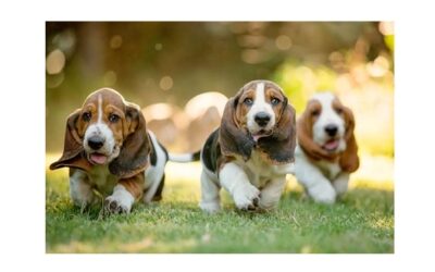 How to Find a Reputable Purebred Dog Breeder and Choose a Healthy Puppy