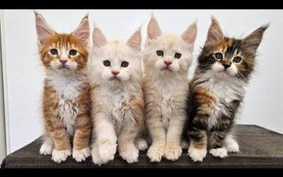 How to Find a Reputable Purebred Cat Breeder and Choose a Healthy Kitten