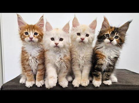 How to Find a Reputable Purebred Cat Breeder and Choose a Healthy Kitten