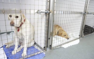 Why Professional In-Home Pet Sitting Is Better Than Boarding Kennels for Your Dog