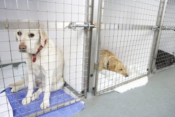 Why Professional In-Home Pet Sitting Is Better Than Boarding Kennels for Your Dog