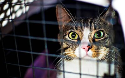 What You Need to Know Before Adopting a Rescue Cat