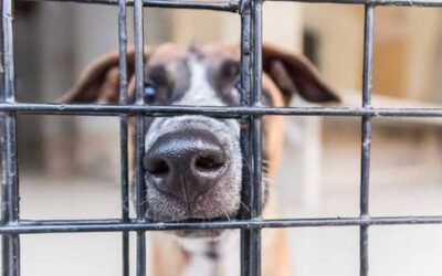 What You Need to Know Before Adopting a Rescue Dog