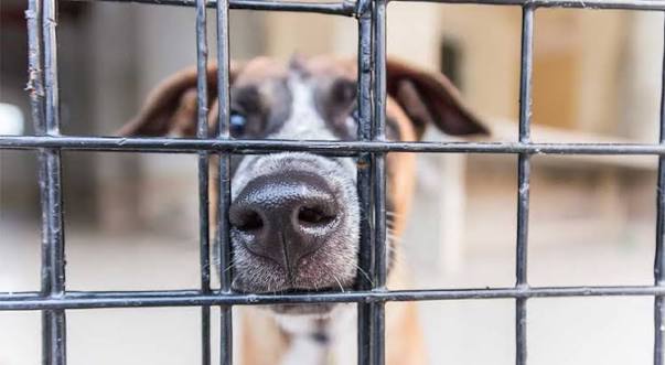 What You Need to Know Before Adopting a Rescue Dog