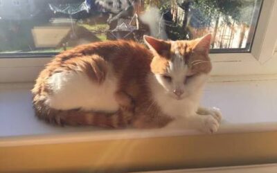 10 Common Mistakes Even Experienced Cat Owners Make